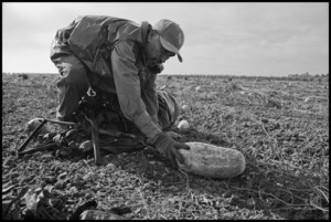 MERCED — Bonifacio Villegas, an immigrant farm worker from Guasave, Sinaloa, cleans watermelons from a field after harvest. Villegas is a photographer who worked in Merced before he lost his camera, and went back to the fields to earn enough to get another.
