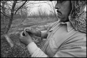 MADERA — A crew of farm workers clean almonds from trees in a field near Madera. The crew is made up of immigrants from Oaxaca, Mexico. They have to knock the old almonds off the branches, because they’ll become infected with worms if left on the trees. Enrique Zavala breaks open an almond to show how it can become infected.