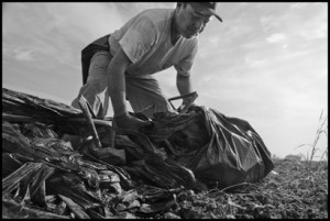 MERCED — Francisco Acosta, an immigrant farm worker from Guasave, Sinaloa, cleans the plastic tubes used for drip irrigation.