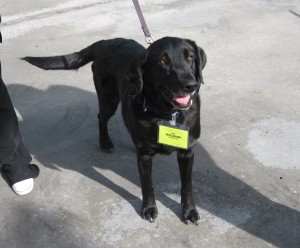 Labs and More Molly Ann black lab