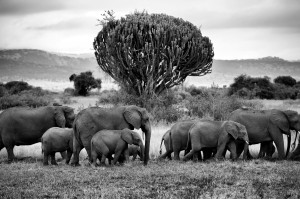 Manada de elefantes en una fotografía tomada en Uganda  por Marco Hernández